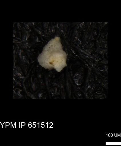 Heterohelicidae?