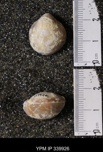 Kingena wacoensis