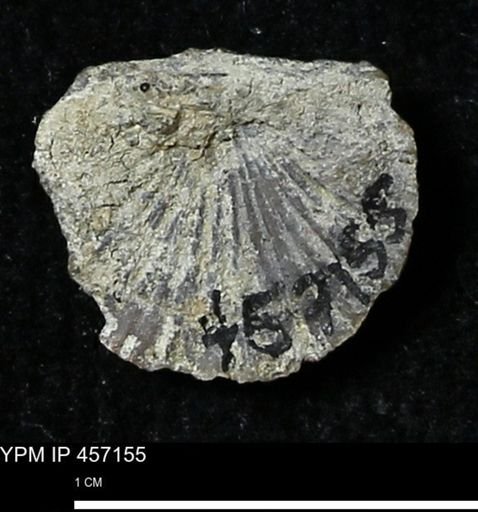 Stropheodonta sp.