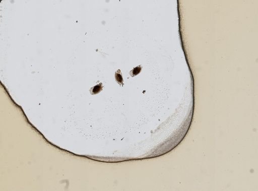 Mytilina ventralis