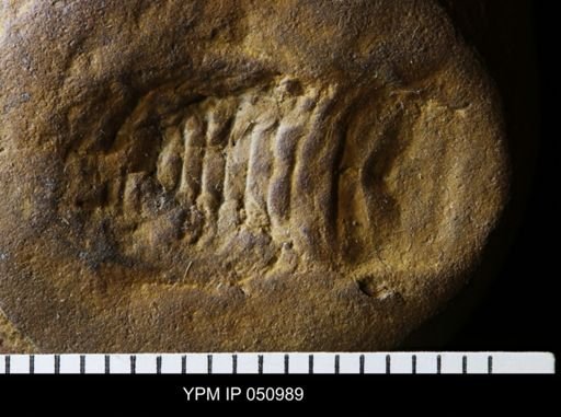 Anthracaris gracilis