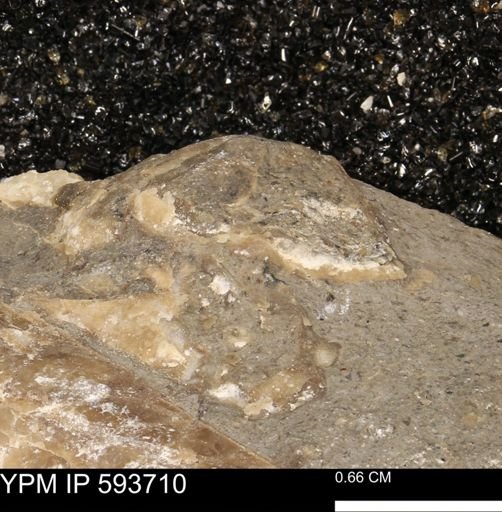 Baculites sp.