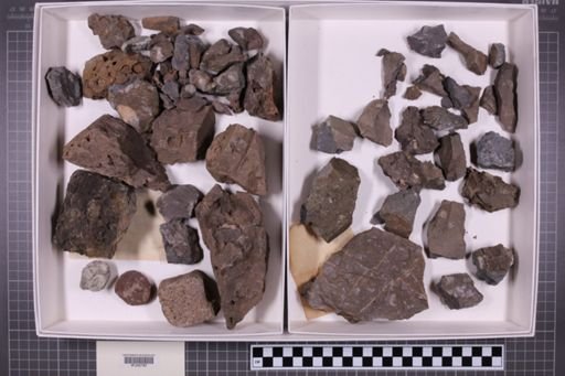 mixed taxa, stratigraphic collection