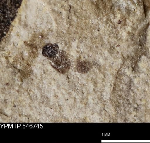 undet. Insecta