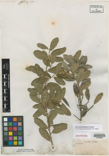 Styrax obtusifolius