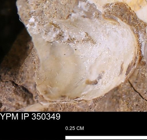 undet. Mollusca