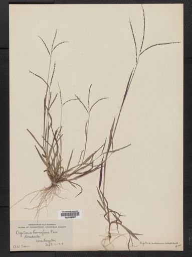 Digitaria ischaemum