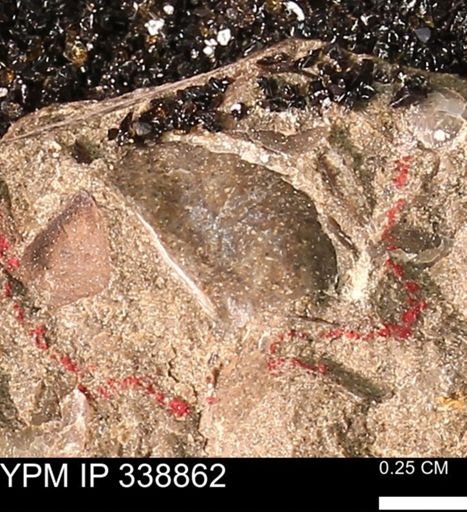undet. Bivalvia