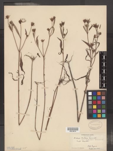 Bidens eatonii var. simulans