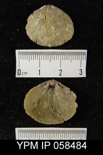 Rhipidomella oblata