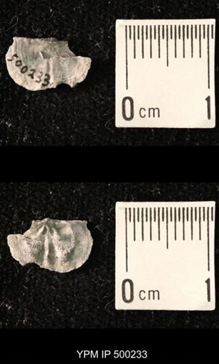 Mesolobus mesolobus decipiens