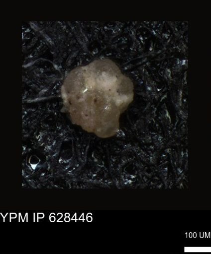 undet. Foraminiferida