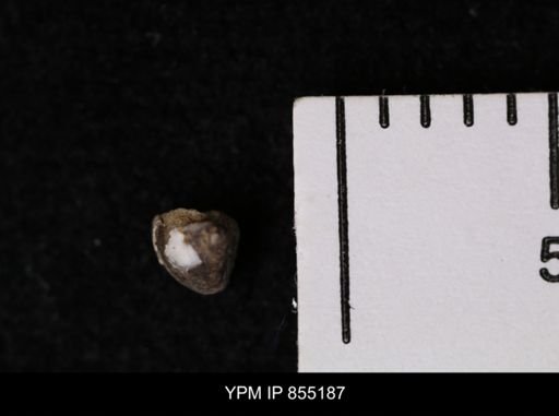 Protocardia subquadrata