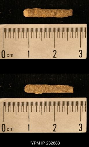 Archaeocidaris sp.