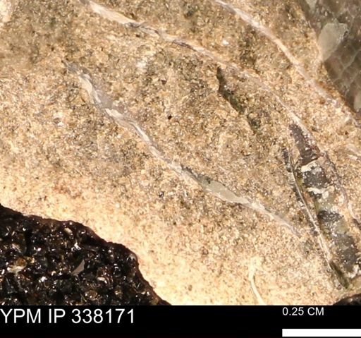 undet. Mollusca
