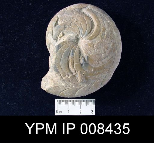 Imitoceras rotatorium