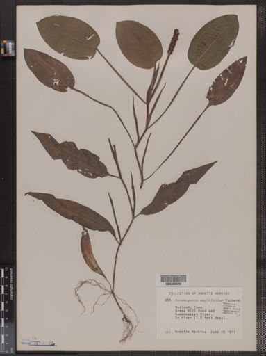 Potamogeton amplifolius