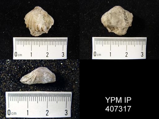Rhynchotrema sp.