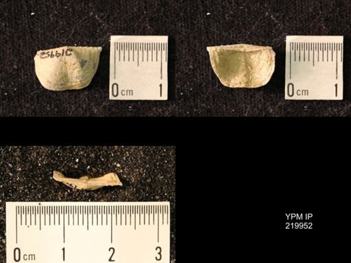 Chonetes sp.