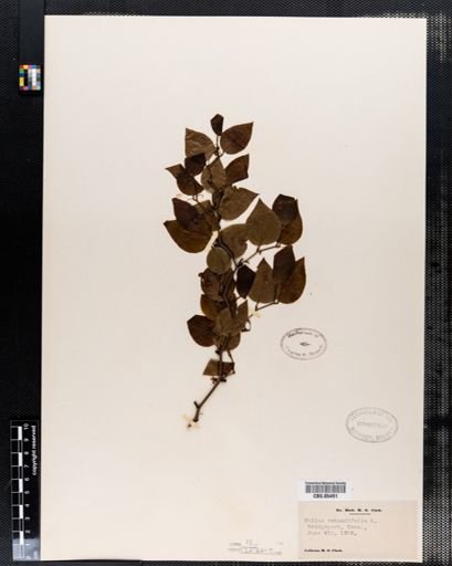 Smilax rotundifolia