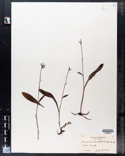 Habenaria clavellata