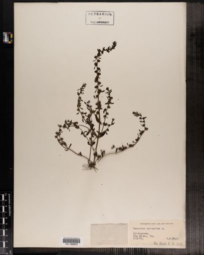 Plantae