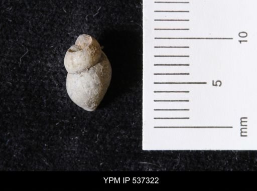 Goniobasis ortmanni