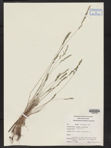 Festuca octoflora