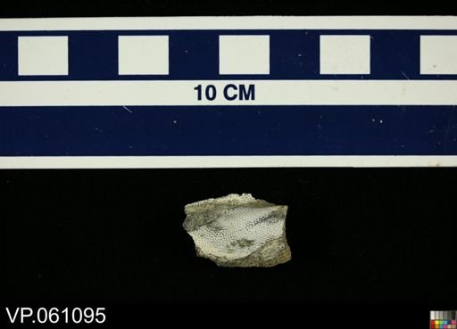 Ischyodus rayhaasi