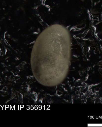 undet. Foraminiferida