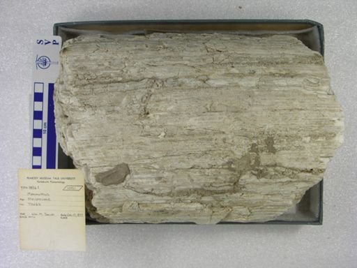 Mammuthus columbi?