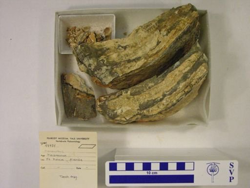 Mammuthus sp.
