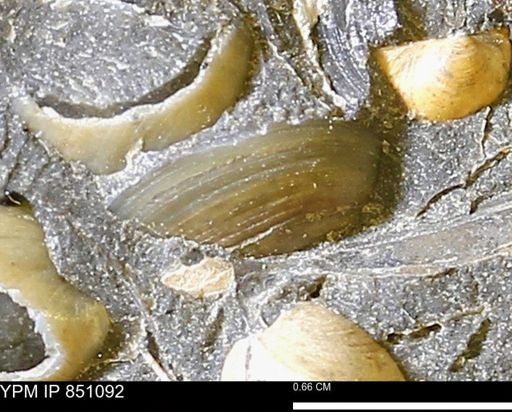 Limopsis striatopunctatus