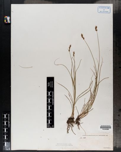 Carex