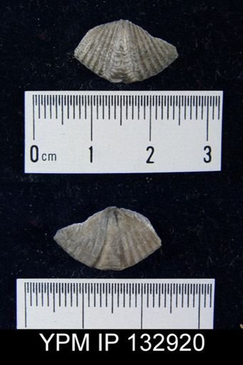 Mucrospirifer pennatus