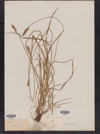 Carex muricata