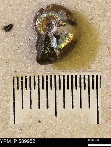 Hoploscaphites nicolletii