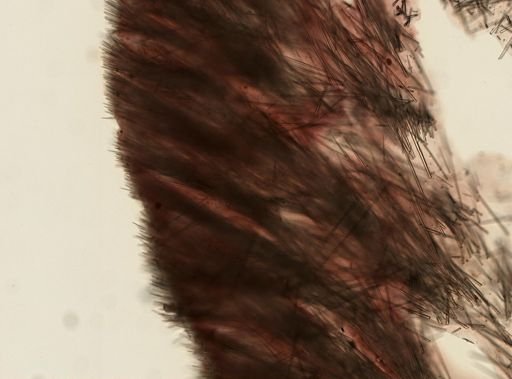 Terpios fugax