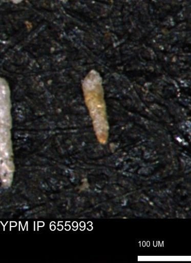 Verneuilinoides kansasensis