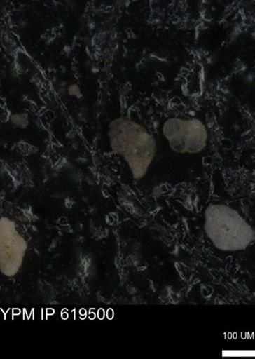 undet. Foraminiferida