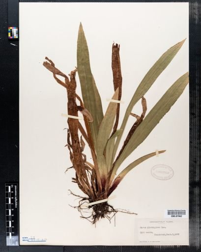 Carex plantaginea