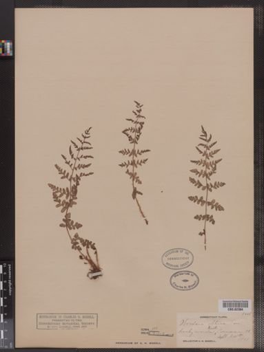 Woodsia obtusa