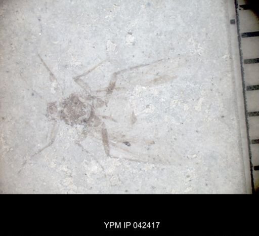 undet. Psocoptera