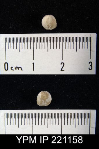 Rhipidomella cf. pecosi