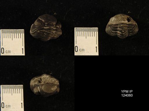 Phacops rana
