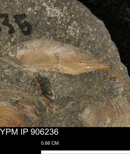 Limopsis striatopunctatus