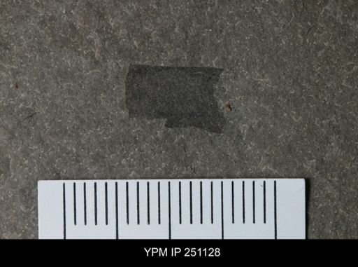 undet. Eurypterida