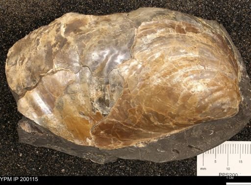Inoceramus sp.