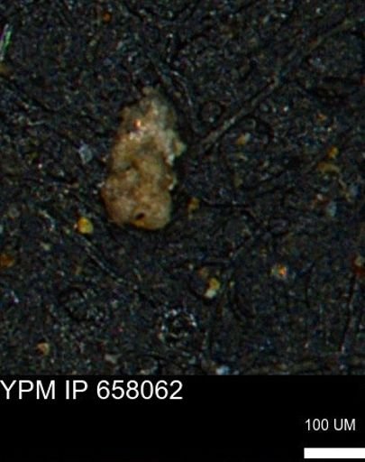 Ammobaculoides phaulus