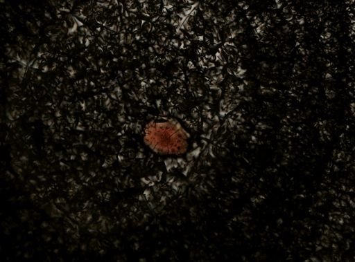 Plagiostomum whitmani